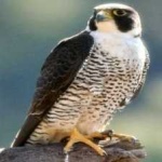 image of bird