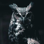 image of owl