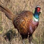 image of ring_necked_pheasant #1