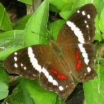 image of banded_butterfly #60