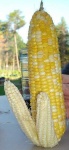 image of ear_corn #23