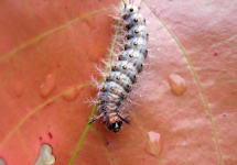 image of animal
