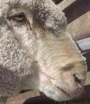 image of animal