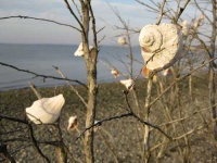 image of conch