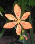 image of flower