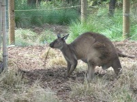 image of wallaby