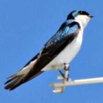 image of bird