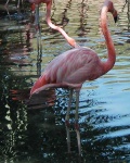 image of flamingo