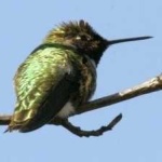 image of bird