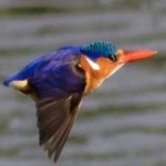 image of bird