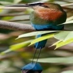 image of bird