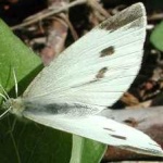 image of animal
