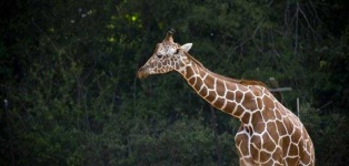 image of animal