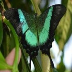 image of banded_butterfly #15