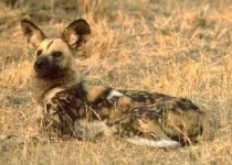 image of african_hunting_dog