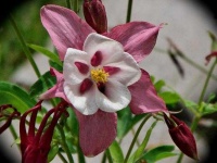 image of flower