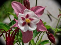 image of columbine #25