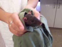 image of bath_towel