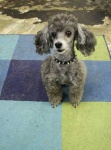 image of toy_poodle