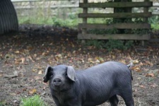 image of hog