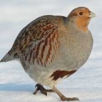 image of bird