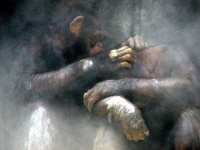 image of chimpanzee