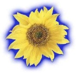 image of sunflower