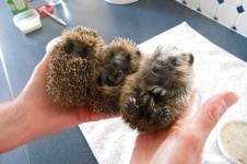 image of hedgehog