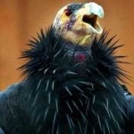 image of bird