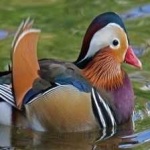 image of bird