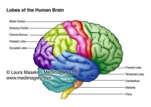 image of brain