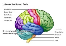 image of brain #34