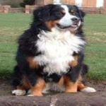 image of animal