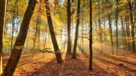 image of sunny