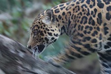 image of jaguar_car