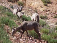 image of bighorn