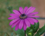 image of flower