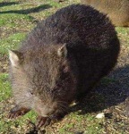 image of wombat