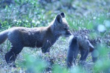image of kit_fox