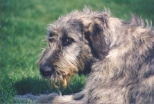 image of irish_wolfhound
