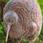 image of bird_kiwi #33