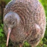 image of bird