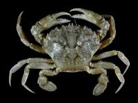 image of crab