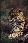 image of jaguar_car