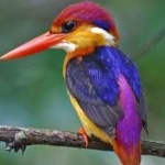 image of rufous_kingfisher #4