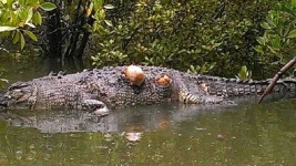 image of crocodile