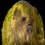 image of bird