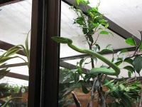 image of vine_snake