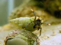 image of hermit_crab