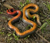 image of ringneck_snake #26